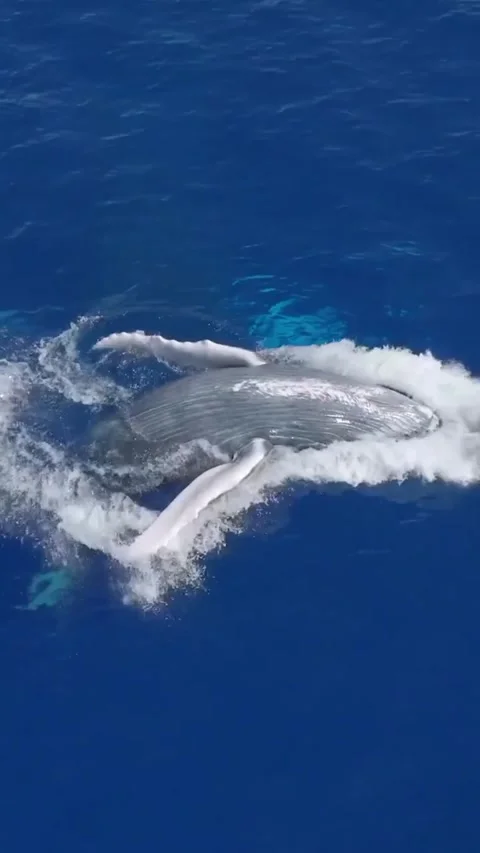 Humpback whale jumping in the sea Stock Footage 319730082
