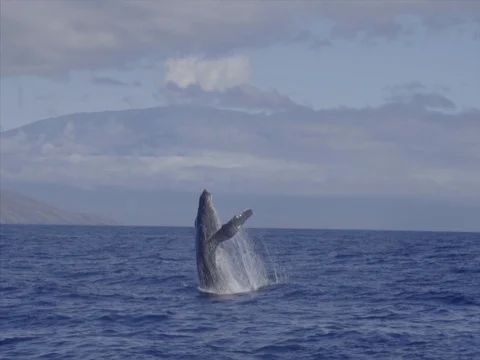 Humpback whale jumping in Slow Motion - Maui Hawaii Stock Footage