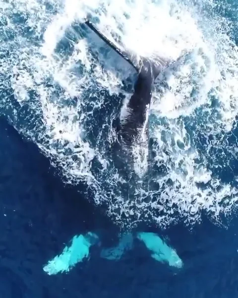 Humpback whale jumping video Stock Footage 131211967