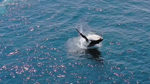 Humpback whale jumps and splashes ocean water. Endangered species and wildlife Stock Footage 165368076