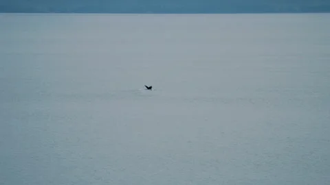 Humpback whale lifting its tail before a dive Video stock 348017615