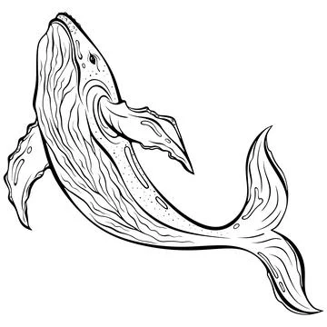 Humpback whale line art Stock Illustration
