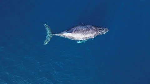 Humpback  Whale Logging, resting battle scars  on back Stock-Footage 230721651