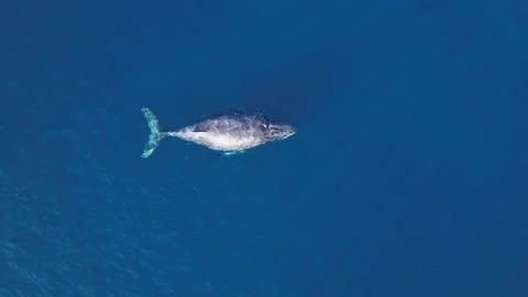 Humpback Whale Logging Restinng in one spot, scratches on back. Stock-Footage 230720946