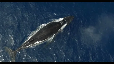 Humpback whale making splash, drone footage 4k Stock Footage 236889683