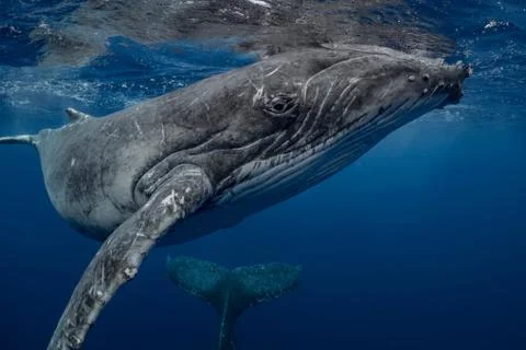 Humpback whale (Megaptera novaeangliae) and calf in the waters of Tonga Stock Photos