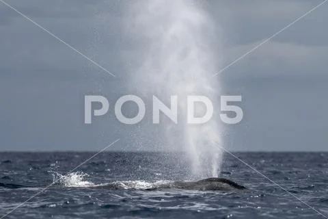 Humpback whale (Megaptera novaeangliae) blowing or spouting Stock Photos