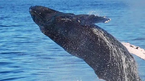 Humpback whale (Megaptera novaeangliae) breaches near Maui island Stock Footage