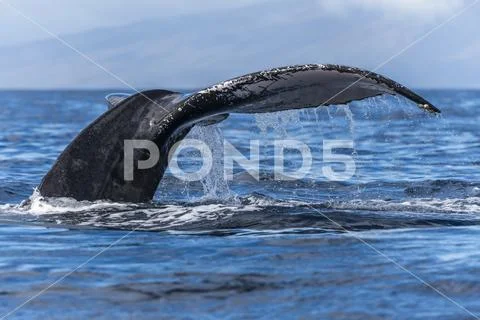 Humpback whale (Megaptera novaeangliae) fluke Stock Photos