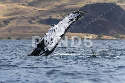 Humpback whale (Megaptera novaeangliae) pectoral fin Stock Photos