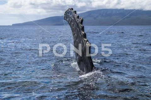 Humpback whale (Megaptera novaeangliae) pectoral fin Stock Photos