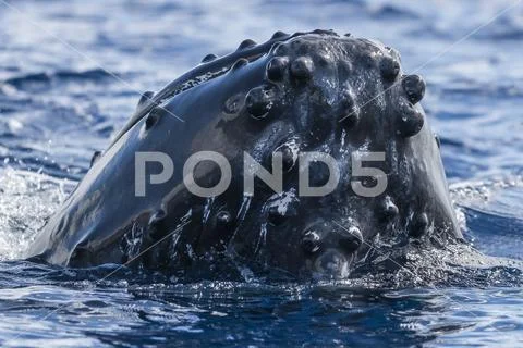 Humpback whale (Megaptera novaeangliae) spyhopping Stock Photos