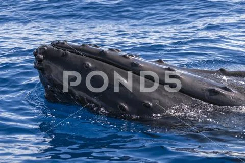 Humpback whale (Megaptera novaeangliae) spyhopping Stock Photos