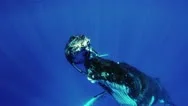 Humpback Whale Mother And Calf Stock Footage
