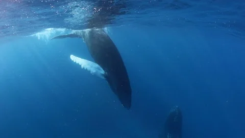 Humpback Whale Mother and Calf in the Caribbean Stock Footage