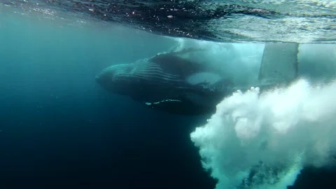 Humpback whale moving its tail and returning to a normal swimming position .. Stock Footage 342601476