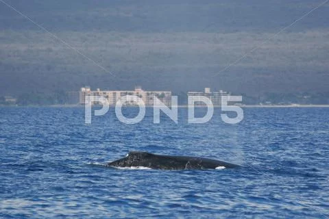 Humpback whale near to coast Stock Photos