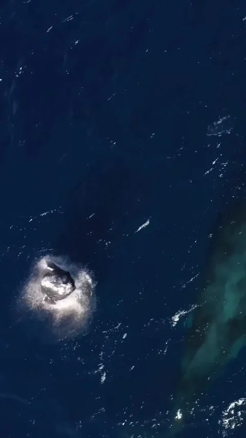 Humpback whale in the ocea Stock Footage 325941707