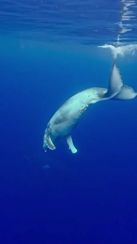 Humpback whale in the ocea Stock Footage 325941765