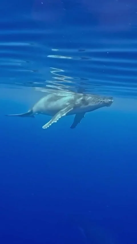 Humpback whale in the ocea Stock Footage 325941805