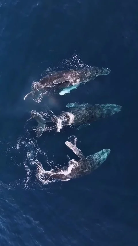 Humpback whale in the ocea Stock Footage 325941854