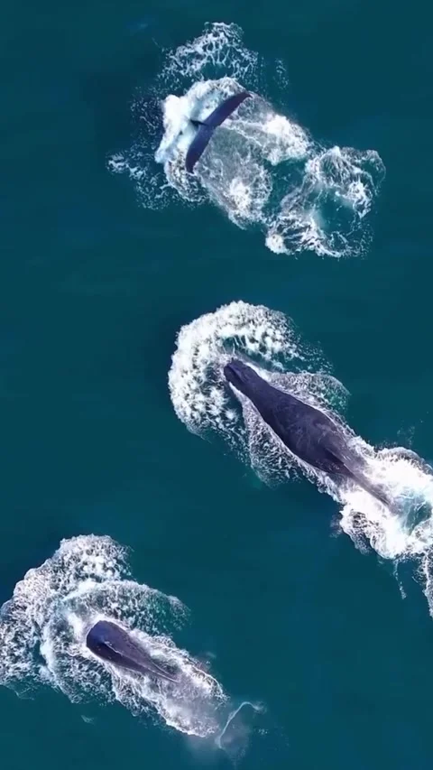 Humpback whale in the ocean Stock Footage 321509940