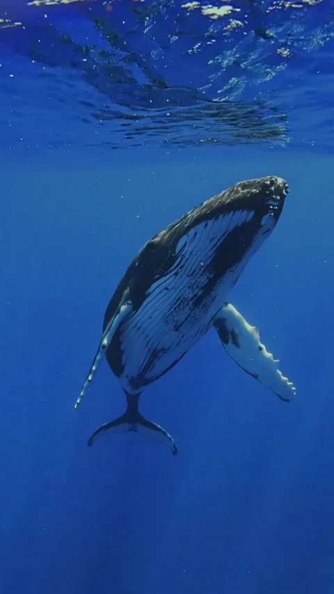 Humpback whale in the ocean 스톡 동영상 329854895