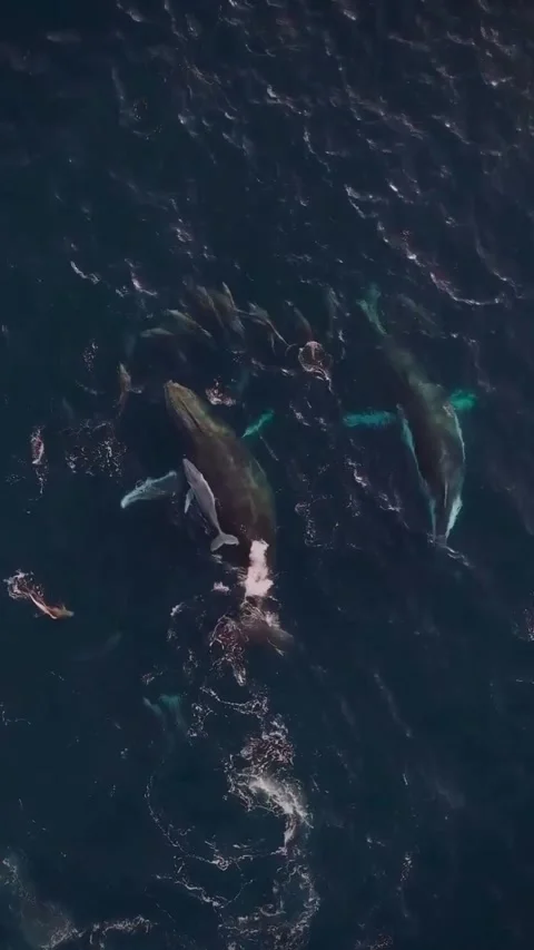 Humpback whale in the ocean Vidéo 330065499
