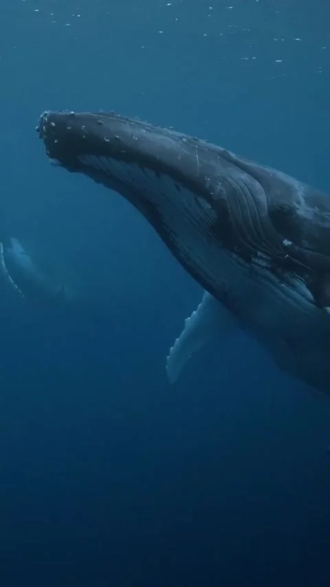 Humpback whale in the ocean 库存影片 330065508