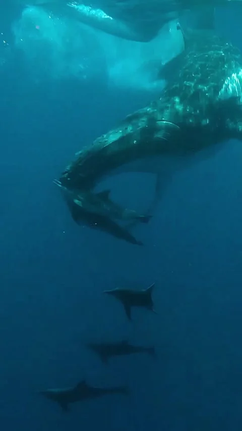 Humpback whale in the ocean Vidéo 330065509