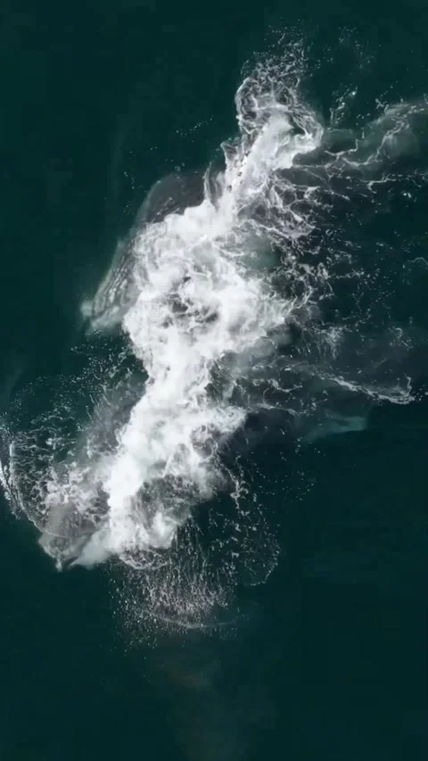 Humpback whale in the ocean 库存影片 330065510