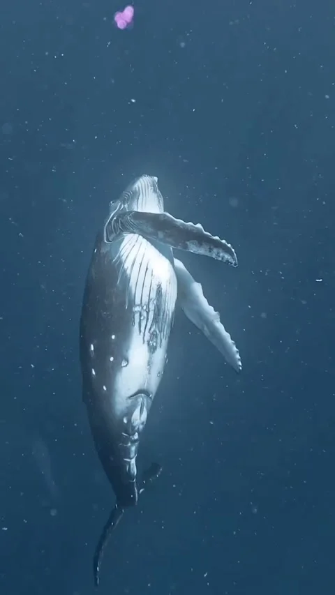 Humpback whale in the ocean Stock Footage 330121374