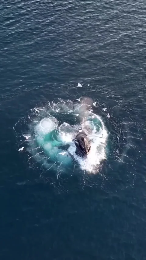 Humpback whale in the ocean Vidéo 330121396