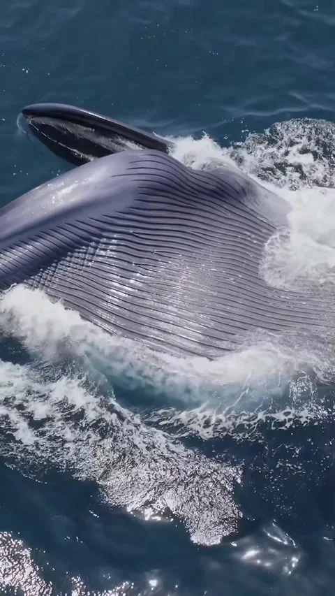 Humpback whale in the ocean 库存影片 332553385
