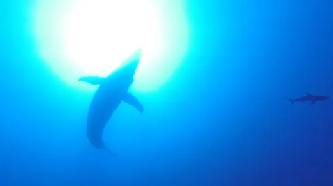 Humpback Whale Overhead with Shark Stock Footage 35477701
