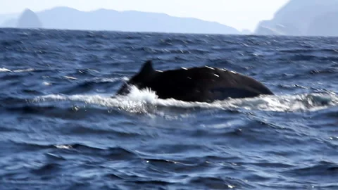 Humpback Whale Pair Spouting and Tail Up 스톡 동영상 330149710