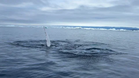 Humpback Whale Pec Slapping, Greenland Stock Footage 219029846