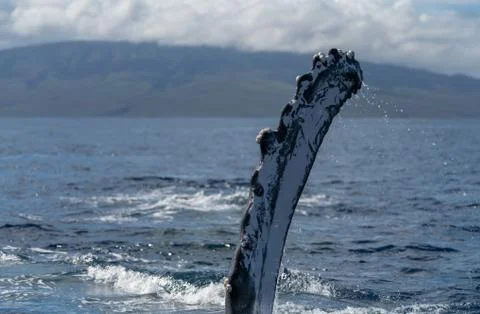 Humpback whale pectoral fin. Stock Photos