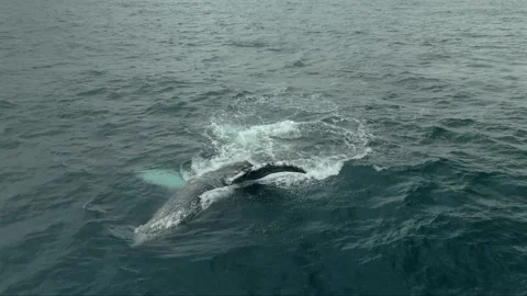 Humpback Whale Pectoral Fin Slapping on Its Back Stock Footage 337051495