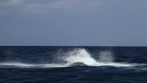 Humpback Whale Peduncle Slap and Tail Slap Stock Footage 330149428