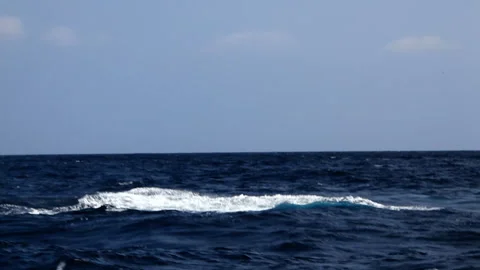 Humpback Whale Peduncle Slap and Tail Slap Stock Footage 330149436