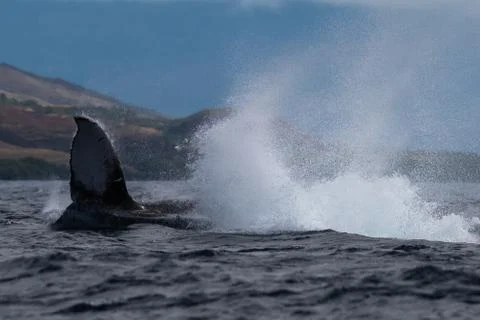 Humpback whale peduncle throw. Stock Photos