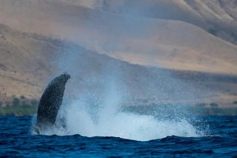 Humpback whale peduncle throw. Stock Photos