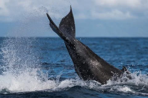 Humpback whale peduncle throw. Foto stock