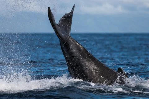 Humpback whale peduncle throw. Stock Photos
