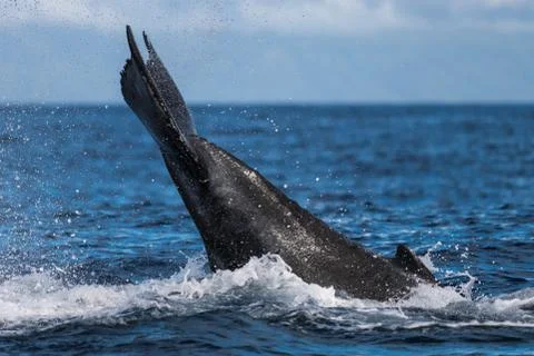 Humpback whale peduncle throw. Stock Photos