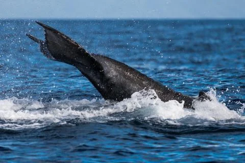 Humpback whale peduncle throw. Stock Photos