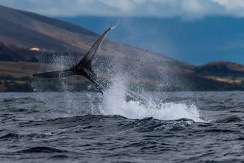 Humpback whale peduncle throw. 스톡 사진