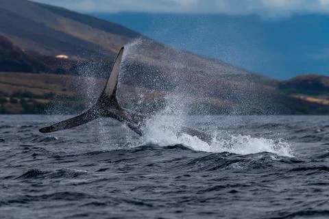 Humpback whale peduncle throw. Stock Photos