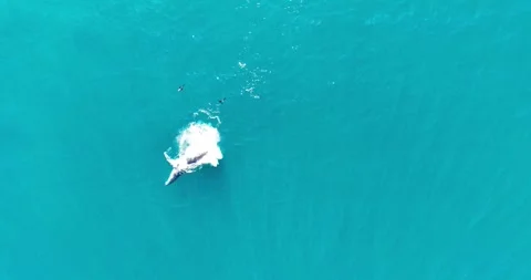 Humpback Whale Performing an Acrobatic Tail Slap off Sea Point, Cape Town Stock Footage 343567449